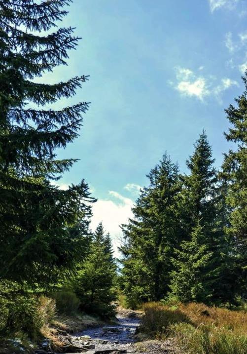 Hostel & Hotel Braunlage Kültér fotó